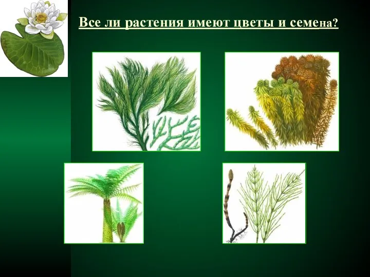 Все ли растения имеют цветы и семена?