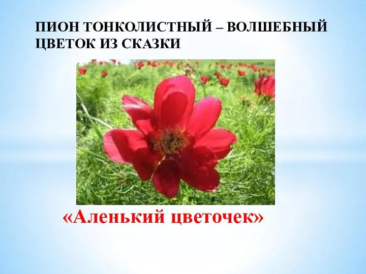 «Аленький цветочек» ПИОН ТОНКОЛИСТНЫЙ – ВОЛШЕБНЫЙ ЦВЕТОК ИЗ СКАЗКИ