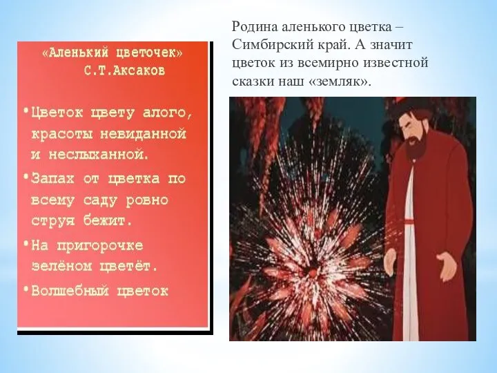 Родина аленького цветка – Симбирский край. А значит цветок из всемирно известной сказки наш «земляк».