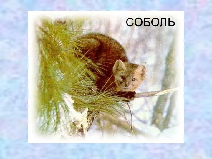 СОБОЛЬ