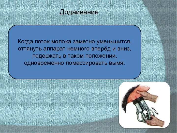 Додаивание Когда поток молока заметно уменьшится, оттянуть аппарат немного вперёд