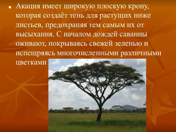 Акация имеет широкую плоскую крону, которая создаёт тень для растущих