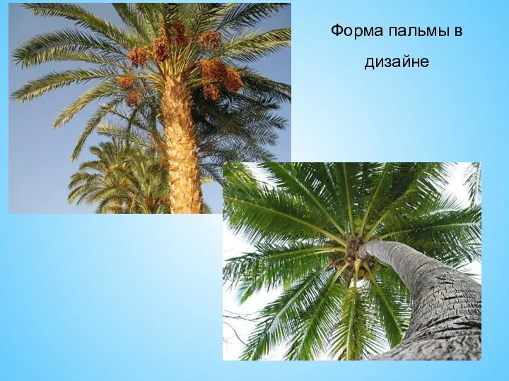 Форма пальмы в дизайне