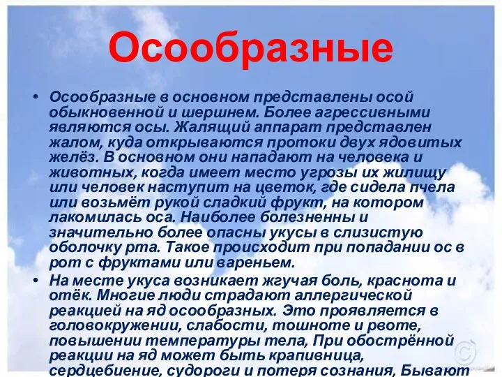 Осообразные Осообразные в основном представлены осой обыкновенной и шершнем. Более