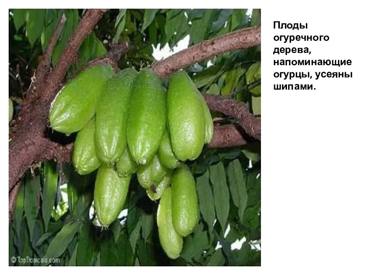 Плоды огуречного дерева, напоминающие огурцы, усеяны шипами.