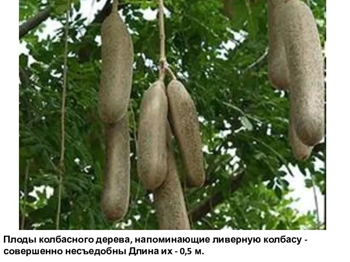 Плоды колбасного дерева, напоминающие ливерную колбасу - совершенно несъедобны Длина их - 0,5 м.