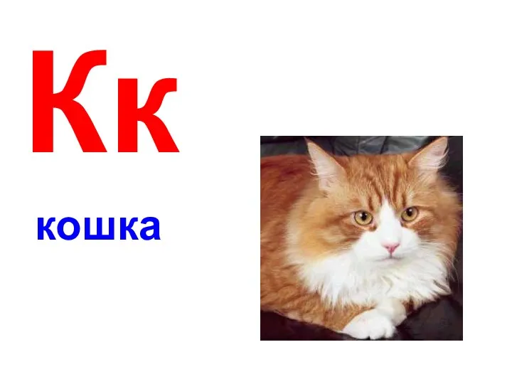 Кк кошка