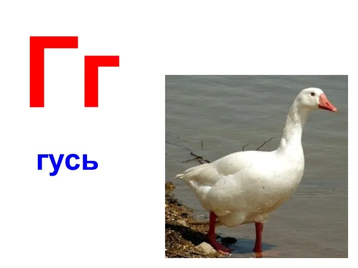 Гг гусь