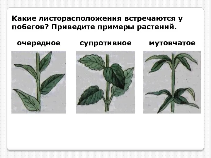 Какие листорасположения встречаются у побегов? Приведите примеры растений. очередное супротивное мутовчатое