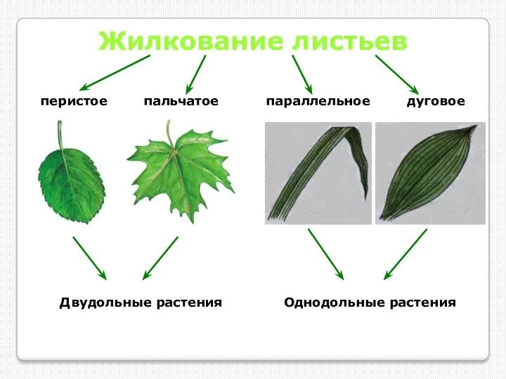 Жилкование листьев перистое пальчатое параллельное дуговое Двудольные растения Однодольные растения