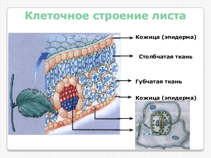 Клеточное строение листа Кожица (эпидерма) Столбчатая ткань Губчатая ткань Кожица (эпидерма) Устьице Жилка