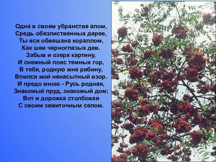 Одна в своем убранстве алом, Средь обезлиственных дерев, Ты вся