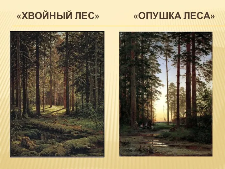 «Хвойный лес» «опушка леса»