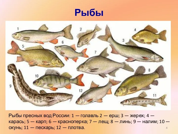 Рыбы Рыбы пресных вод России: 1 — голавль 2 —