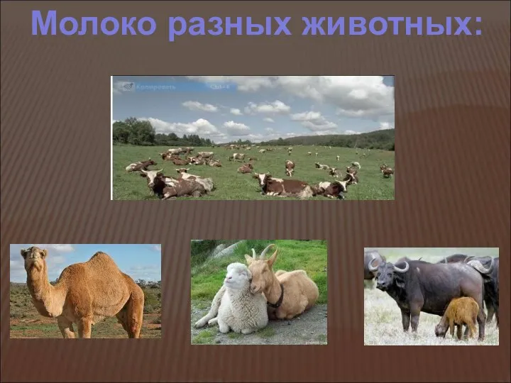Молоко разных животных: