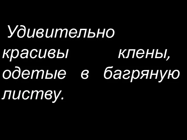 Удивительно красивы клены, одетые в багряную листву.