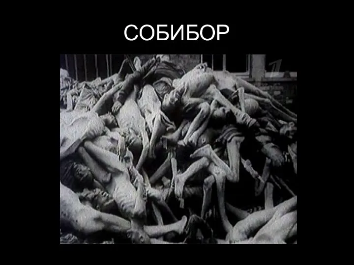 СОБИБОР