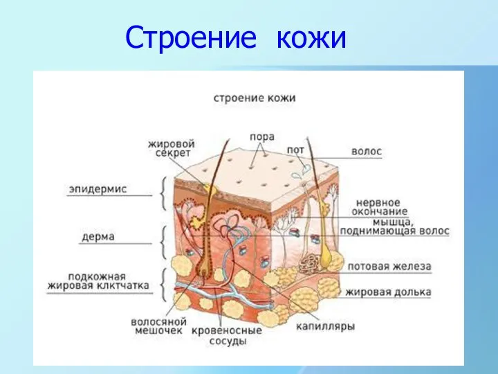 Строение кожи