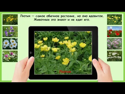 Лютик Лютик — самое обычное растение, но оно ядовитое. Животные это знают и не едят его.