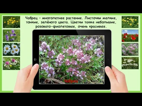Чабрец Чабрец – многолетнее растение. Листочки мелкие, тонкие, зелёного цвета. Цветки также небольшие, розовато-фиолетовые, очень красивые.