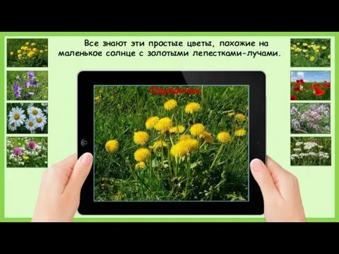 Одуванчик Все знают эти простые цветы, похожие на маленькое солнце с золотыми лепестками-лучами.