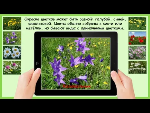 Колокольчик Окраска цветков может быть разной: голубой, синей, фиолетовой. Цветы обычно собраны в