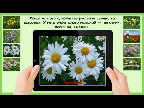 Ромашка Ромашка – это однолетнее растение семейства астровых. У него очень много названий