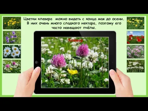 Клевер Цветки клевера можно видеть с конца мая до осени. В них очень