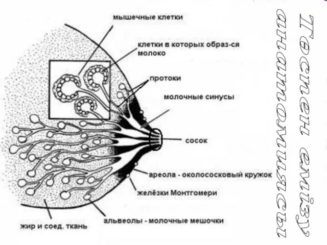 Төспен емізу анатомиясы