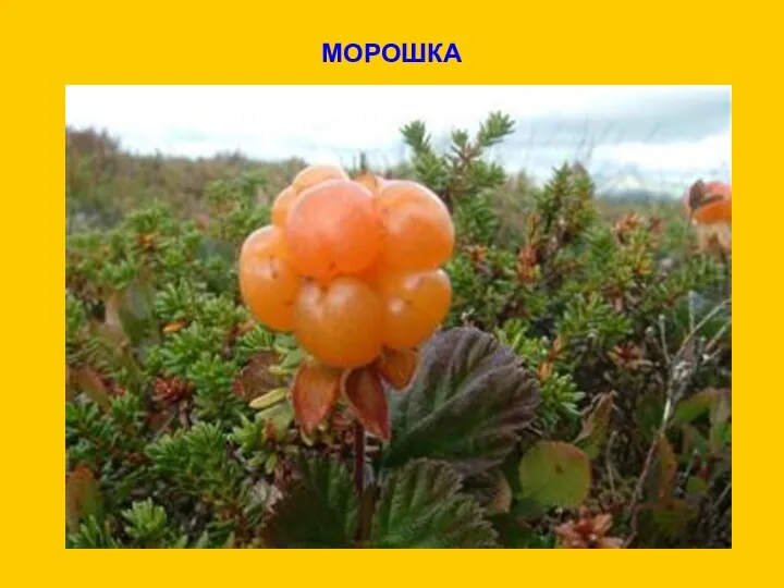 МОРОШКА