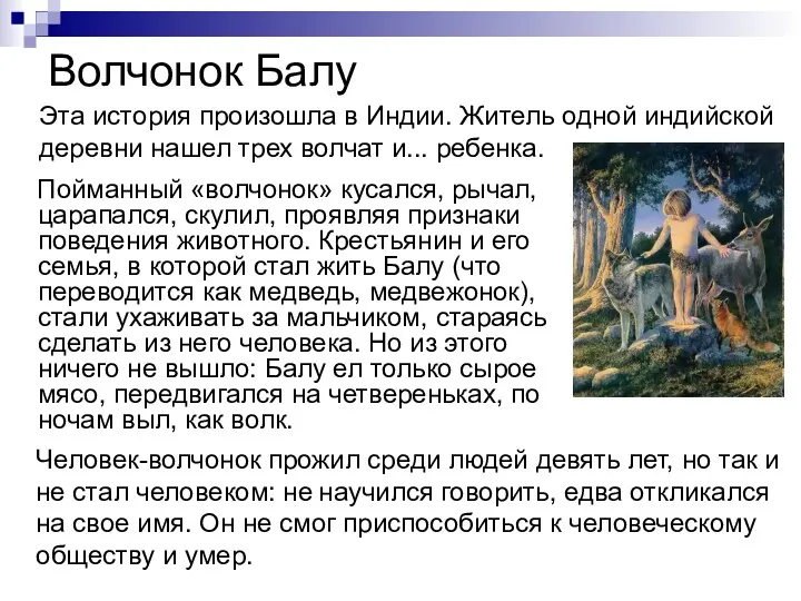 Волчонок Балу Пойманный «волчонок» кусался, рычал, царапался, скулил, проявляя признаки