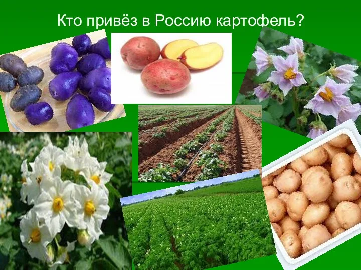 Кто привёз в Россию картофель?