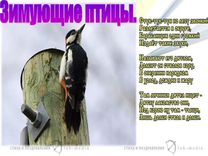 Зимующие птицы.