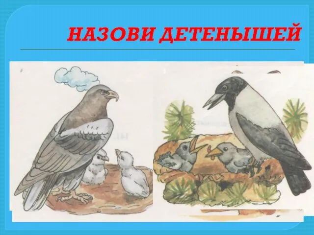 НАЗОВИ ДЕТЕНЫШЕЙ