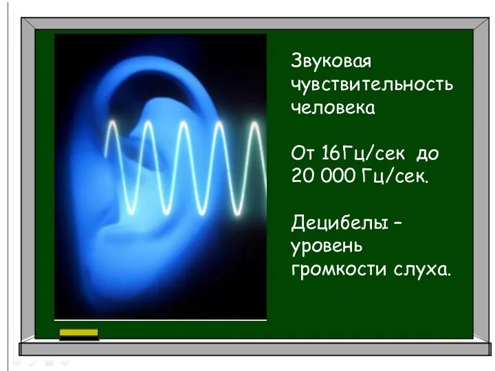 Звуковая чувствительность человека От 16Гц/сек до 20 000 Гц/сек. Децибелы – уровень громкости слуха.