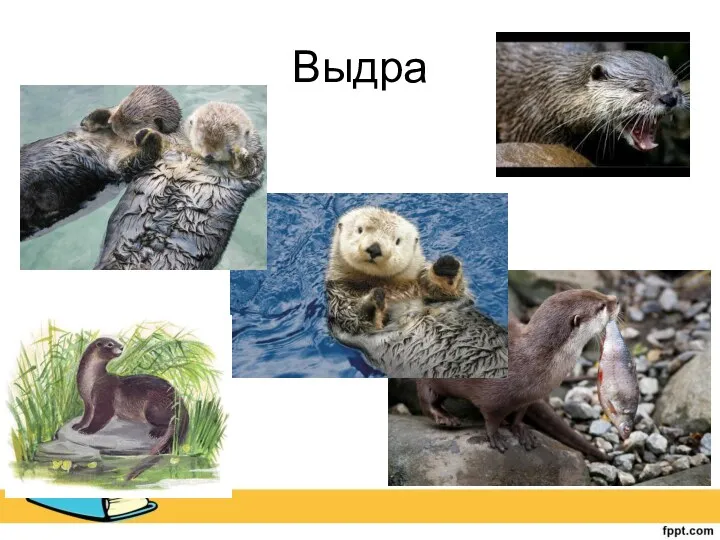 Выдра