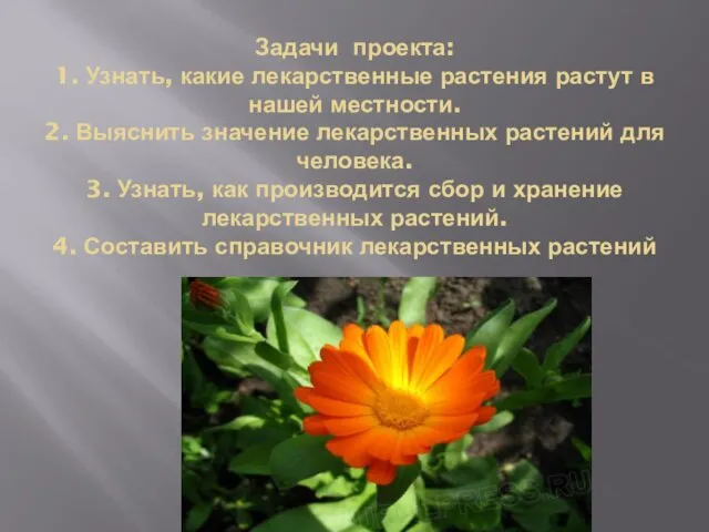 Задачи проекта: 1. Узнать, какие лекарственные растения растут в нашей