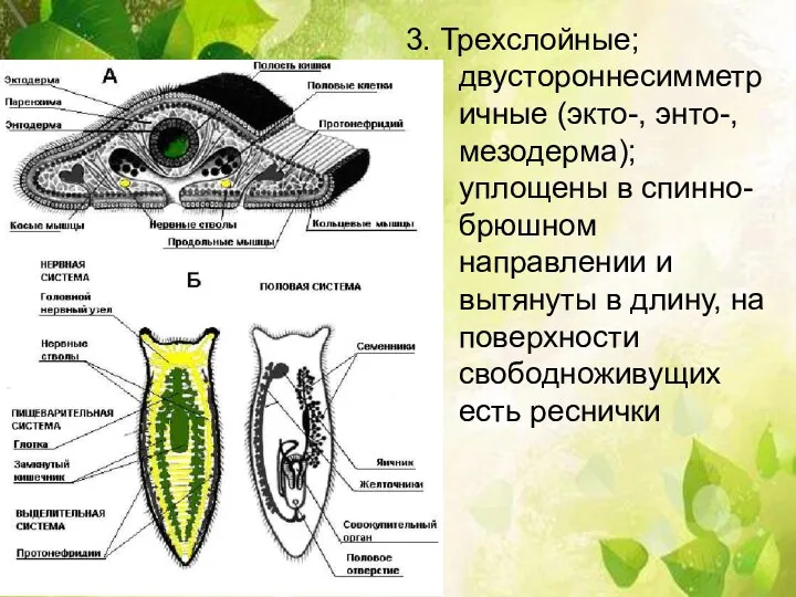 3. Трехслойные; двустороннесимметричные (экто-, энто-, мезодерма); уплощены в спинно-брюшном направлении