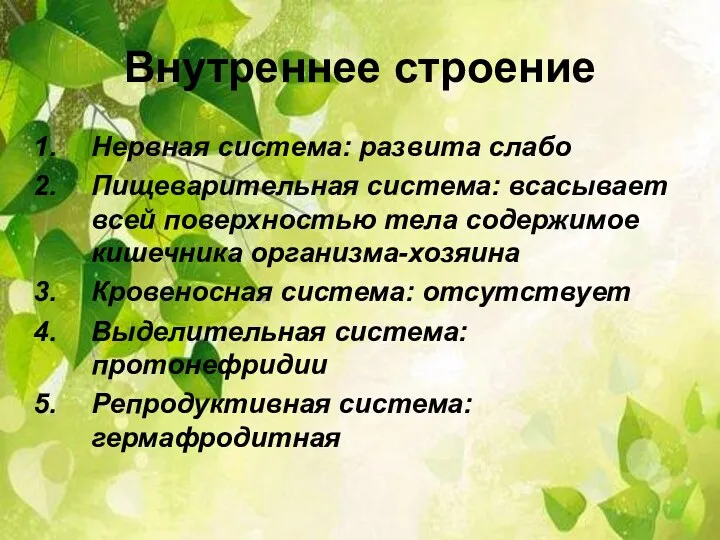 Внутреннее строение Нервная система: развита слабо Пищеварительная система: всасывает всей