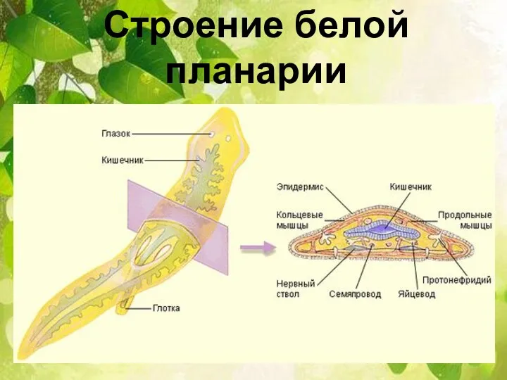 Строение белой планарии