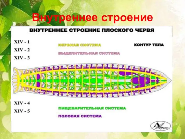 Внутреннее строение