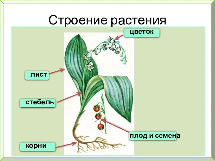 Строение растения цветок плод и семена лист стебель корни