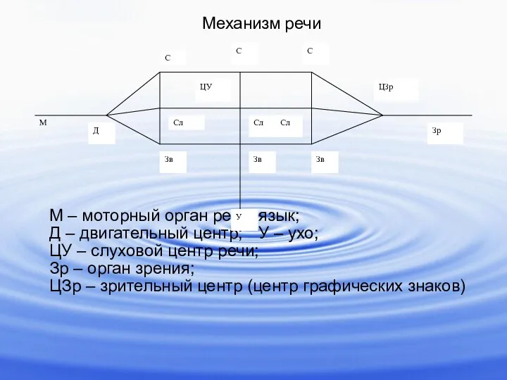 М – моторный орган речи, язык; Д – двигательный центр; У – ухо;