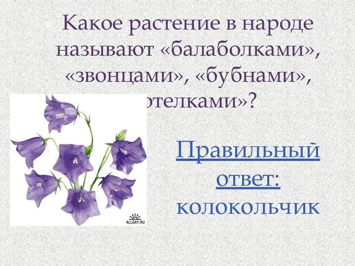 Какое растение в народе называют «балаболками», «звонцами», «бубнами», «котелками»? Правильный ответ: колокольчик