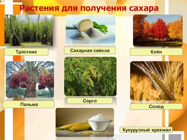 Растения для получения сахара Тростник Сахарная свёкла Клён Пальма Сорго Солод Кукурузный крахмал