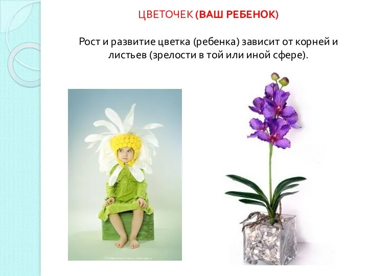 ЦВЕТОЧЕК (ВАШ РЕБЕНОК) Рост и развитие цветка (ребенка) зависит от корней и листьев