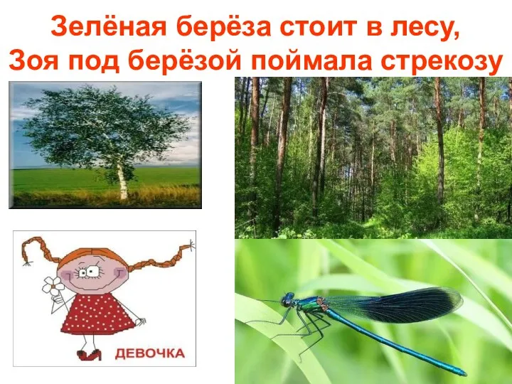 Зелёная берёза стоит в лесу, Зоя под берёзой поймала стрекозу
