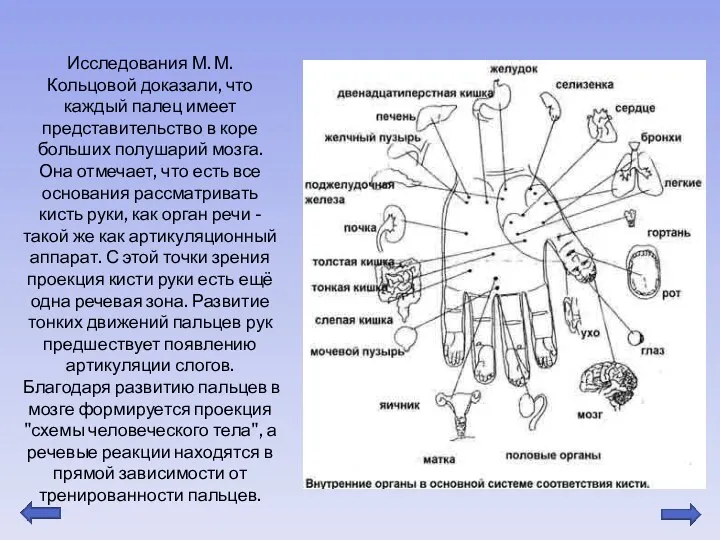 Исследования М. М. Кольцовой доказали, что каждый палец имеет представительство