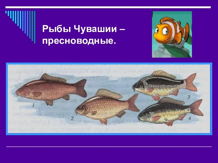 Рыбы Чувашии – пресноводные.