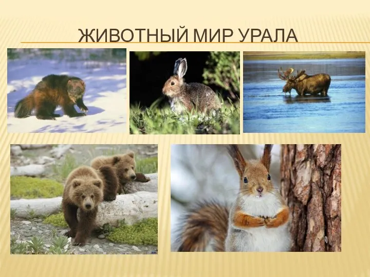 Животный мир Урала